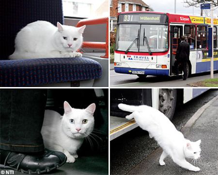 Traveling Cat NTI