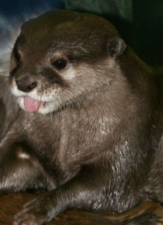 otter1 photo otter1 Wild About OtterBox