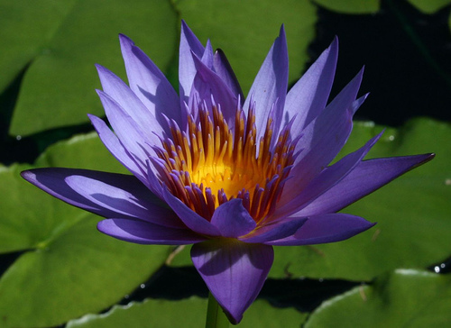 water_lilly.jpg