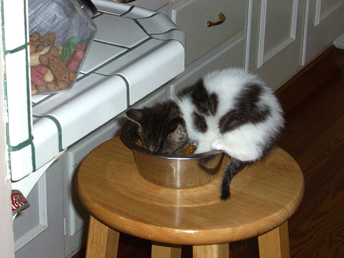 avah_kitten.jpg