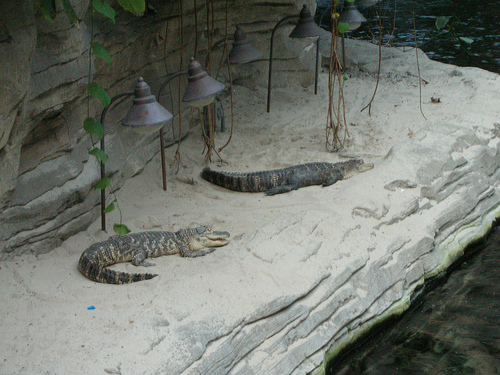 gator springs gaylord palms orlando