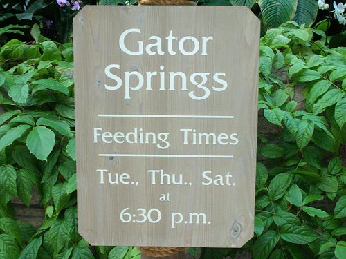 gator springs at gaylord palms orlando