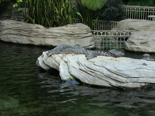 gaylord palms gators.jpg