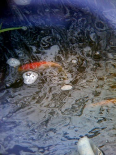 photo1