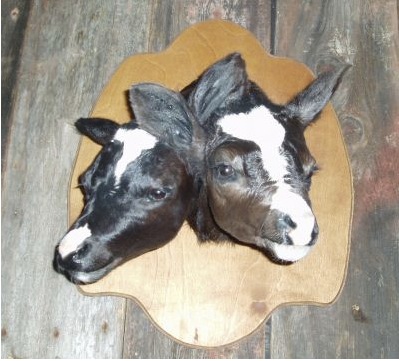 two headed holstein calf.jpg
