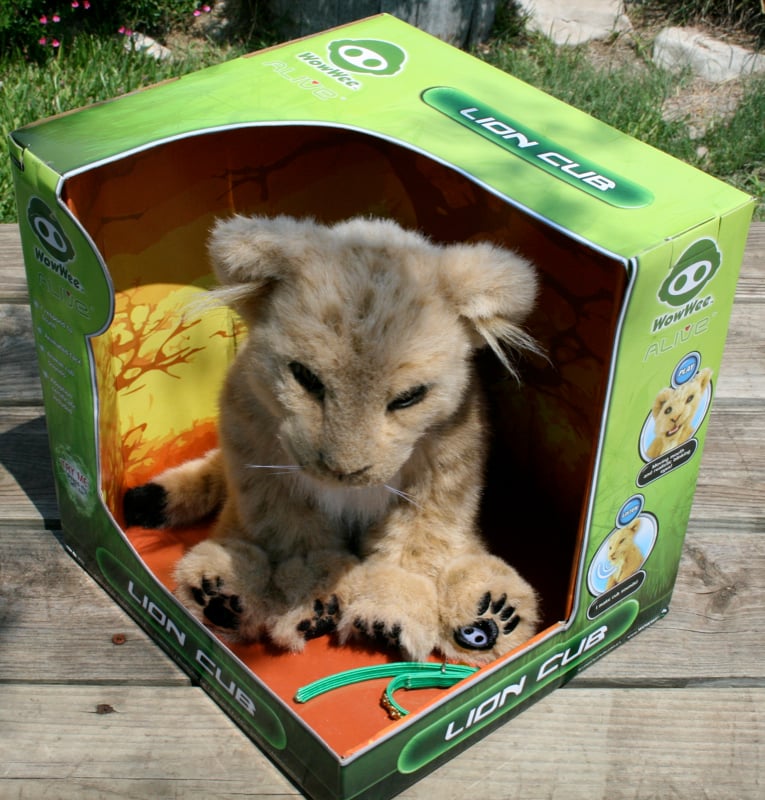 baby lion cubs playing. There are four aby animals in
