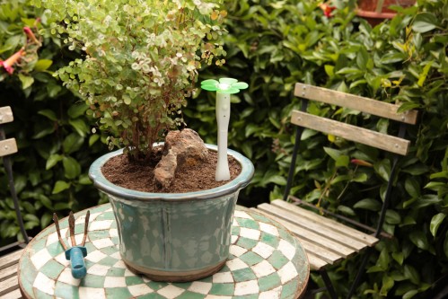 easybloom-in-a-pot