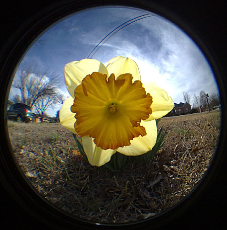 daffodilnokiafisheye