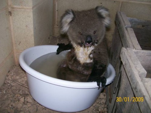 koala_in_bucket03