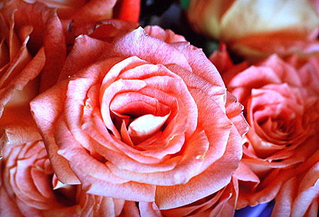 rosesdnokiahdtvd300
