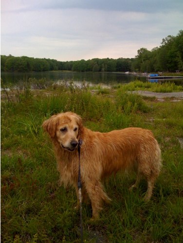 maisy at the lake