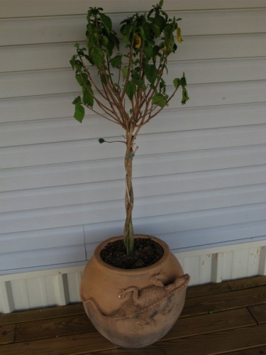 Gear Diary EasyBloom Plant Sensor Review photo Gear Diary EasyBloom Plant Sensor Review photo