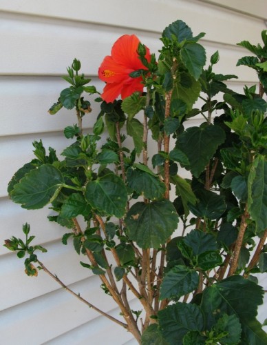Gear Diary EasyBloom Plant Sensor Review photo Gear Diary EasyBloom Plant Sensor Review photo
