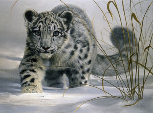 L19F_Snow_Leopard_Cub