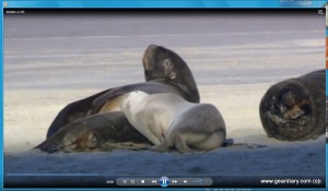 video sample video sample