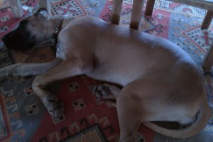 geardiary-htc-aria-indoor-photo-1