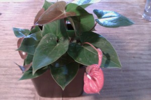 geardiary-htc-aria-indoor-photo-2