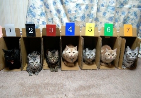 Random Cool Stuff: Too Many Cats? Here Are a Few Ways To Organize Them!