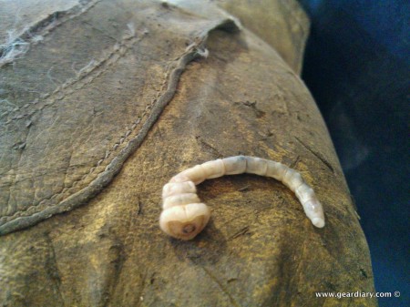 Wood Boring Worms Look Like Tiny Evil Aliens