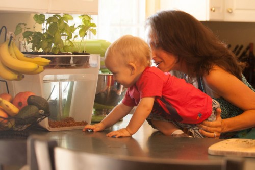 Gear Diary Home Aquaponics Kit: A Self Cleaning Fish Tank that Grows Food photo Gear Diary Home Aquaponics Kit: A Self Cleaning Fish Tank that Grows Food photo